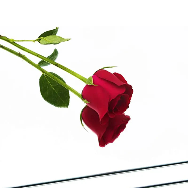 REFL® Lot de Miroirs Auto-Adhésifs