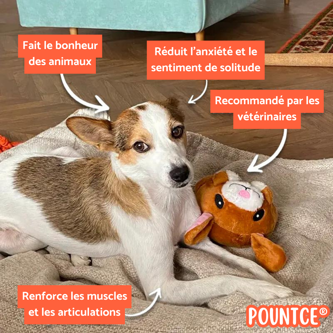 Pountce® Balle de Jeu Interactive pour Animal